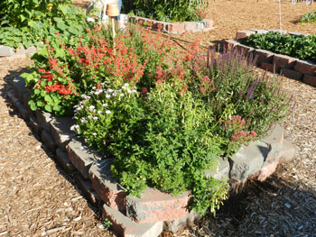 School Garden Bed with Flowers